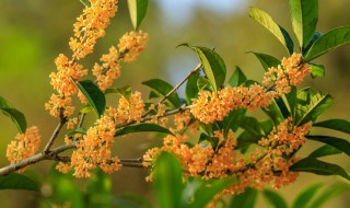 桂花樹的種植方法 桂花樹怎么種植方法