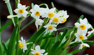 水仙種球種植方法（水仙花水培養(yǎng)殖方法和注意事項）