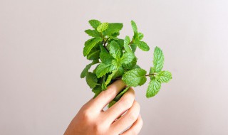 薄荷食用注意事项（薄荷食用方法和注意事项）