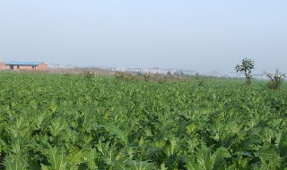 芥菜怎么种 芥蓝菜怎么种植方法