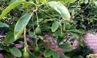 牛油果種子如何種植成盆栽 牛油果核能種出牛油果嗎