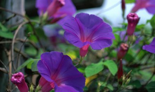 牵牛花种子怎样保存 牵牛花种子怎样保存最好