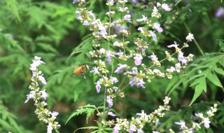 荆条蜜是什么花的蜜 荆条蜜是什么植物的蜜