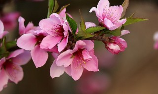 桃花的功效与作用（桃花茶的功效与作用）