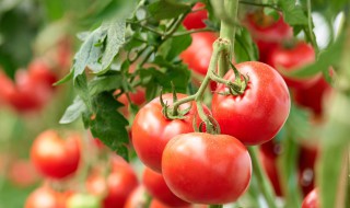 矮生番茄籽播种方法（矮生番茄籽播种方法有哪些）