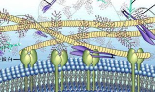 生物作用是指什么 生物作用是什么意思