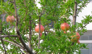 夏天石榴树怎样修剪（石榴夏季修剪技术要点）