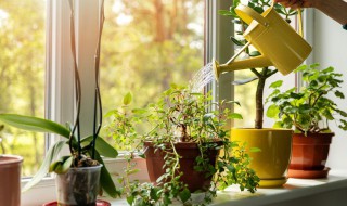 室内植物摆放风水（室内植物摆放风水谈中华建设）