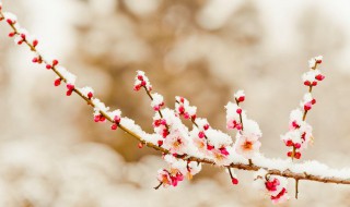 踏雪尋梅的詩句（踏雪尋梅的詩句梅花與雪梅花雪）