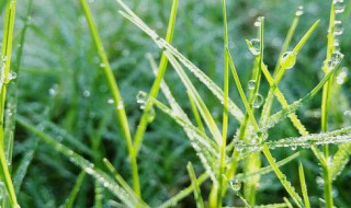 雨露期是什么意思 雨露期是啥意思