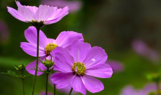 格桑花移栽方法和时间 格桑花怎么移植