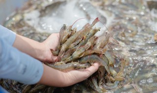 爆浆芝士虾球（爆浆芝士虾球的做法视频）