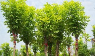 白蜡树的种植方法和注意事项（白蜡树的种植方法和主要价值）