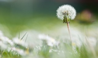 蒲公英的花像什么（蒲公英的花像什么写比喻句）