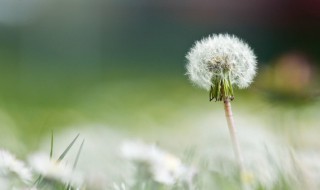 蒲公英根泡水一天用量 蒲公英根泡水一天用量多少克