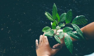 植树节由来? 植树节由来简短说明