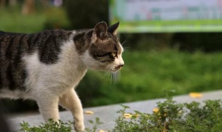 正确抱起猫咪的方法 怎么抱起猫猫