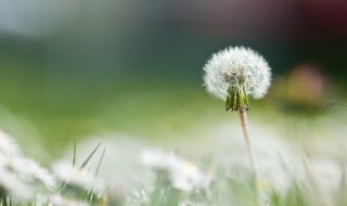 蒲公英的花是什么样 蒲公英的花是什么样子的图片