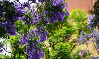 南方藍(lán)花楹栽種方法和技巧（藍(lán)花楹適合在南方生長嗎?）