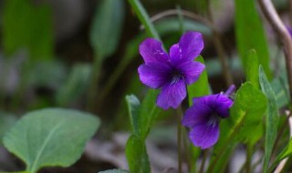 紫花地丁可以泡水喝吗（紫花地丁草图片）