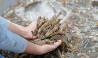 对虾和基围虾的区别 对虾和基围虾哪个好吃