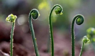 蕨菜怎么保存到下半年 蕨菜怎么保存到下半年呢