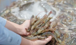 新鮮小河蝦怎么做好吃（新鮮小河蝦怎么做好吃法干炸河蝦的做法）