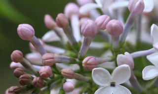 丁香花種子怎么種植 怎么種丁香花種子