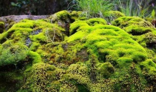 苔蘚怎么種植 室內(nèi)苔蘚的種植方法