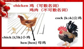 chicken可數(shù)嗎（roast chicken可數(shù)嗎）