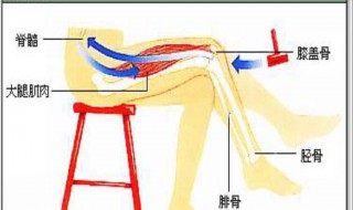 反射和反射弧的關(guān)系 反射和反射弧的關(guān)系是(  (單選,2.5分