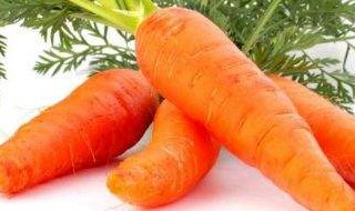 carrot的复数形式什么（carrot复数为什么不加es）