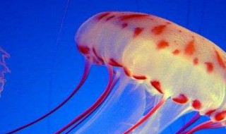 海洋中最多的生物是 海洋中最多的生物是浮游生物对不对