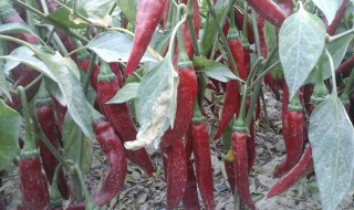 色素椒的种植方法和管理技术 色素椒什么品种高产