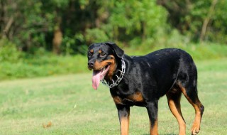 罗威纳犬自制狗粮 罗威纳犬专用犬粮