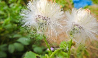 夏枯草和蒲公英可以一起吃吗（夏枯草和蒲公英可以一起吃吗功效）