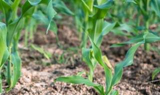 玉米种植技术与方法 玉米最好行距与株距
