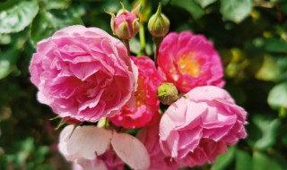 薔薇怎么種植 薔薇怎么種植扦插