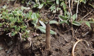 冬虫夏草种子怎么种植方法 冬虫夏草种子怎么种植方法视频