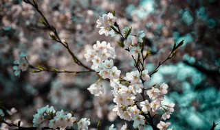 武大樱花节什么时候 武大樱花几月份结束