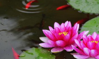 种植睡莲用什么性状的土最好（种植睡莲用什么性状的土最好呢）