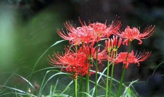 石蒜花怎樣種植才開花（石蒜花怎樣種植才開花快）