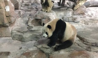 番禺長隆野生動物園介紹 番禺長隆野生動物園介紹資料