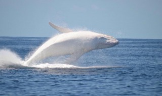 白色座头鲸一共有几只（世界上唯一的白色座头鲸）