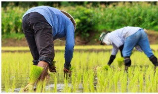 如何提高農(nóng)民種糧食的積極性（如何提高農(nóng)民種糧食的積極性以保證國家糧食安全）