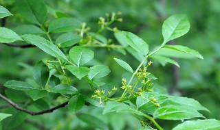 春季花椒嫁接方法（春季花椒嫁接方法有哪些）