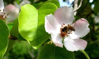 延迟苹果开花时间的方法（延迟果树晚开花结果技术）