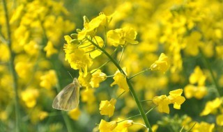 关于油菜花的诗句（关于油菜花的诗句和好词好句）