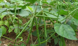 种植绿豆的方法 种植绿豆的方法与步骤视频