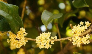 桂花一年开几次花花期是多久 桂花1年开几次